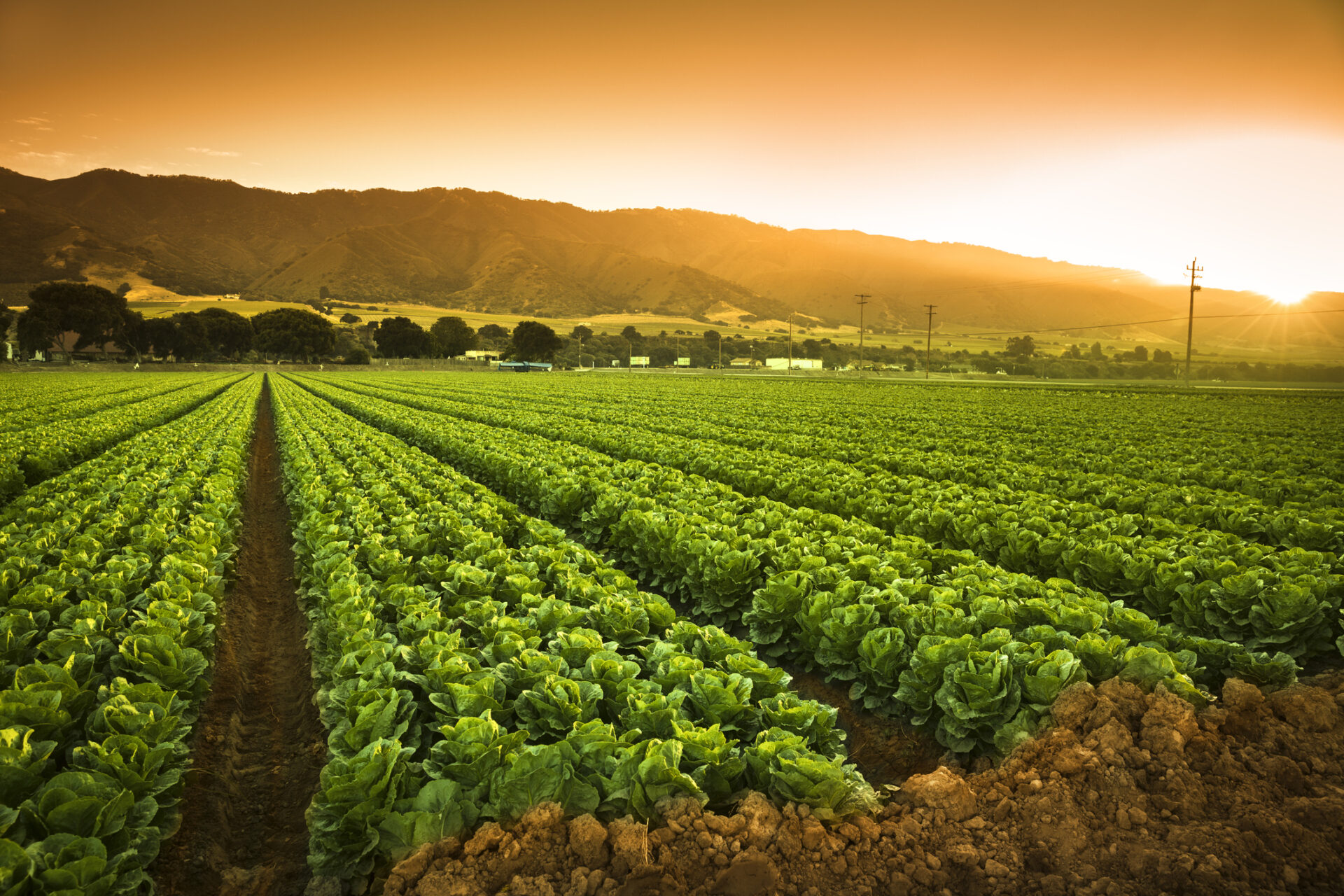 Sustainable Agriculture: The Benefits of Organic Farming Practices