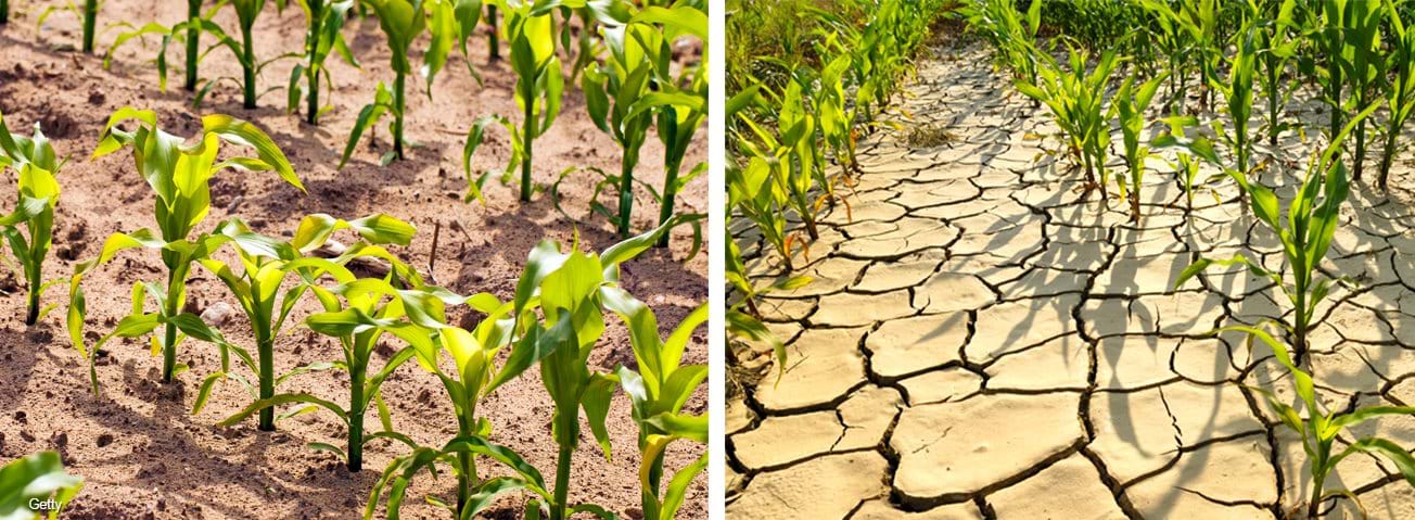 The Impact of Climate Change on Global Agriculture: Challenges and Adaptation Strategies