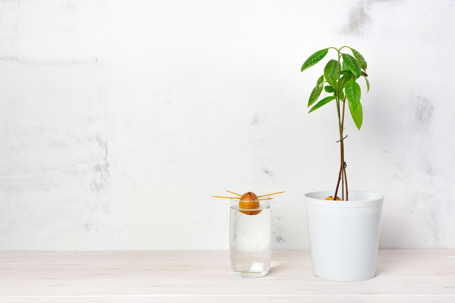 Growing Avocado in Containers: A Space-Saving Guide to Urban Gardening