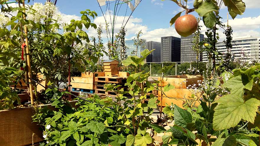 Beyond Apples and Oranges: Unusual Urban Fruits You Can Grow at Home